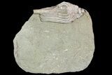Crinoid (Macrocrinus) Fossil - Crawfordsville, Indiana #92519-1